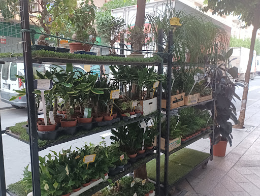 San Lorenzo Florist - Thumbnail