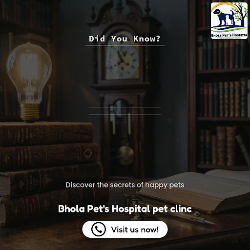 Bhola Pet's Hospital is your trusted animal hospital offering expert pet grooming, a quality pet… post image