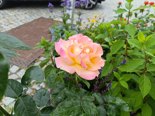 Blumenscheune - Thumbnail