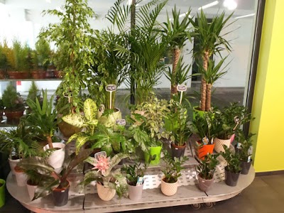 Photos of Novea Fleurs Dudelange