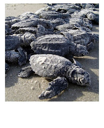 Photo n°3 de Mahalo Voyages à Le Taillan-Médoc (Agence de voyages)