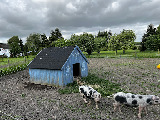 Allerlei ut Annas Gärtnerei