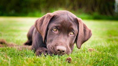 veterinary-care