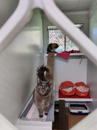 Hahndorf Boutique Cat Boarding - Thumbnail