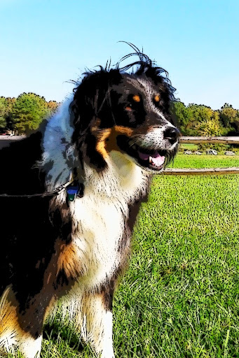 Fun Dog Fitness - Thumbnail