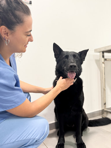 Aúna especialidades veterinarias