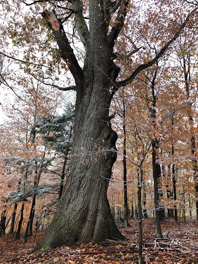 Macyville Woods Nature Preserve