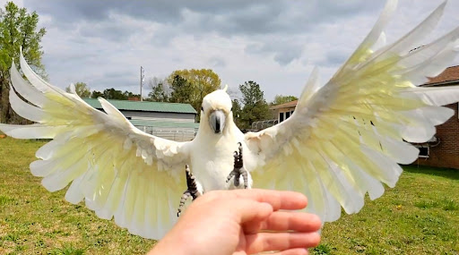 Straw Hat Parrot's Rescue, Inc - Thumbnail