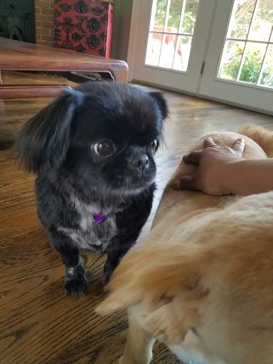 Dog Daze Grooming Salon - Thumbnail