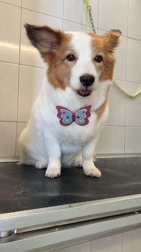 Snoopy Center - Visual