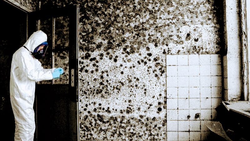 Mold Solutions of Idaho photo