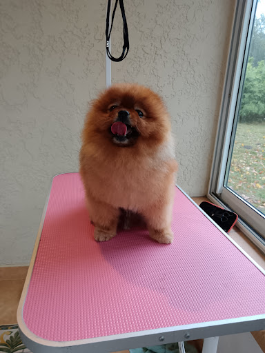 DANDY DOG - Thumbnail