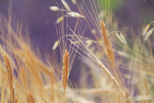 Photo n°40 de Ferme de Pierre Vieille, camping à la ferme à Cornillac (Ferme bio)