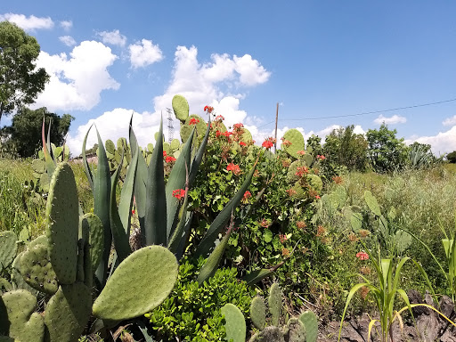 Loma de Guadalupe Gallery - Mexico