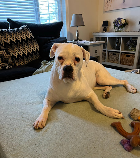 Emergency Vet Hospital of Coeur d'Alene - Thumbnail