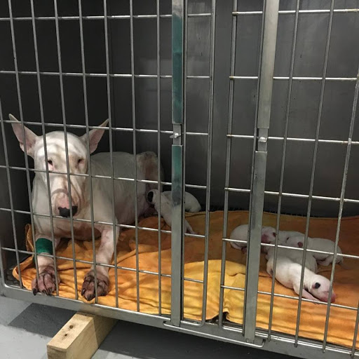 Clínica Veterinaria Central Pet