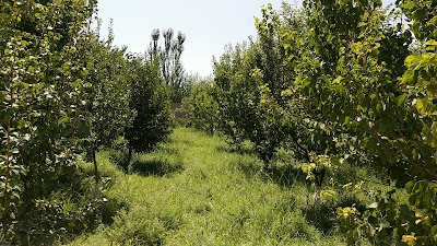 Rahmani Garden