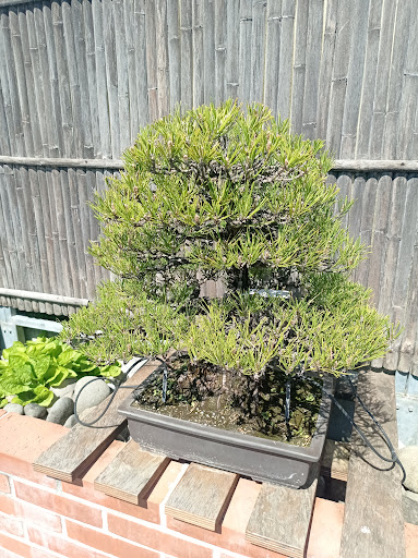 Il Museo Del Bonsai - Thumbnail