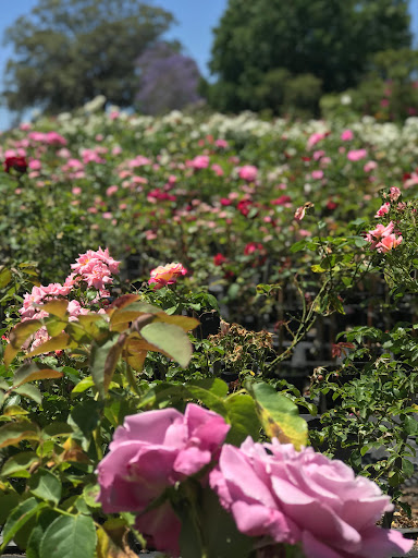 Green E Roses - Thumbnail
