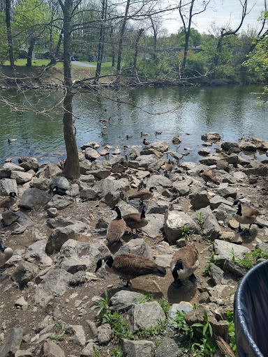 Waterfowl Observation - Thumbnail