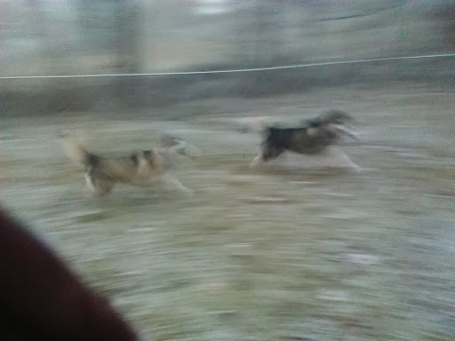 Shadyrock School For Dogs - Thumbnail