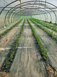 Photo n°3 de Ferme Bio Reynard à Mollans-sur-Ouvèze (Ferme bio)