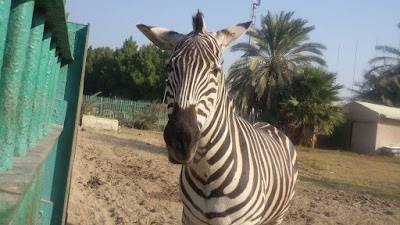 Photos of Zoo - Inside Zawraa Park