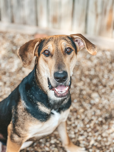 HSNT Keller Regional Adoption Center - Thumbnail