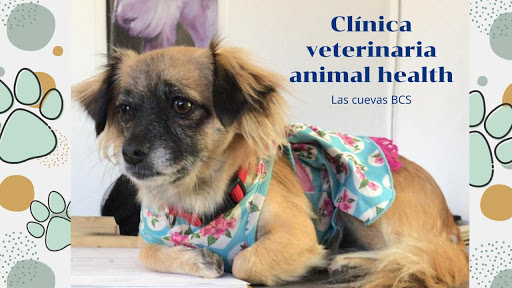 Hospital veterinario animal health