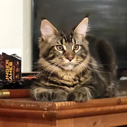 Photo n°3 de Chatterie des Aires de Marnes à Marnes (Éleveur de chats)