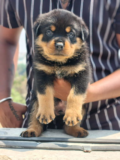 Ultimate quality rottweiler puppies available in Lucknow for more details please call or whatsapp… post image
