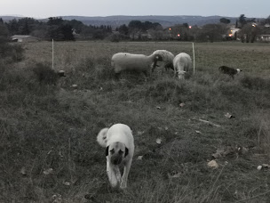 Photo n°2 de Ferme des Grands Gherissi à Parignargues (Éleveur)