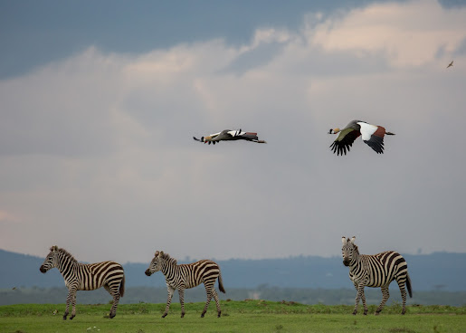 The Safari Collection by null