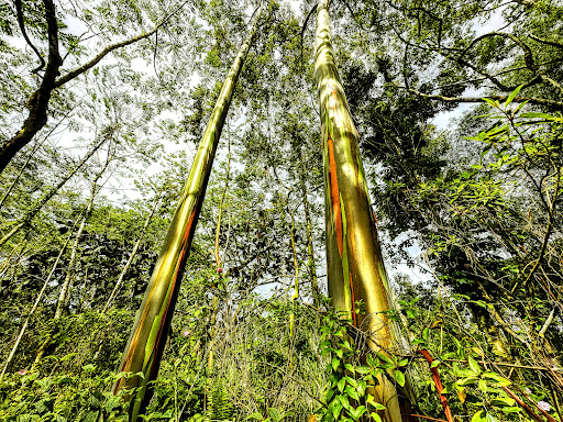Rainbow Eucalyptus - Visual