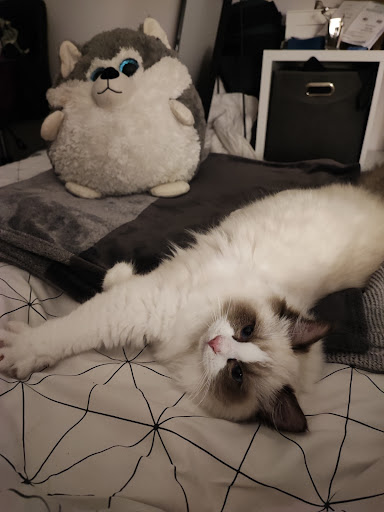 Photo de Chatterie des Graves