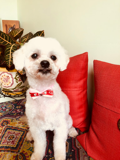Laguna Pet Spa / Judi's Pet Grooming - Thumbnail