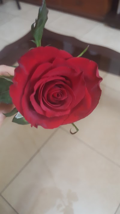Photos of Floreria Bella Flor