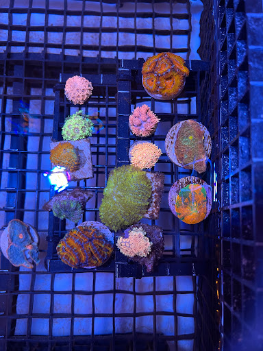 Reef Candy - Thumbnail
