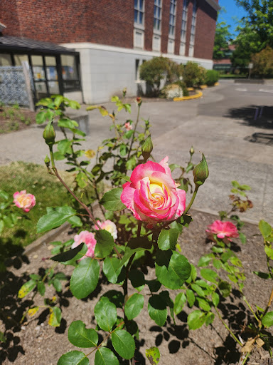 Longview Library Foundation - Visual