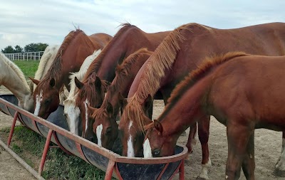 Scott Rystrom Quarter Horses