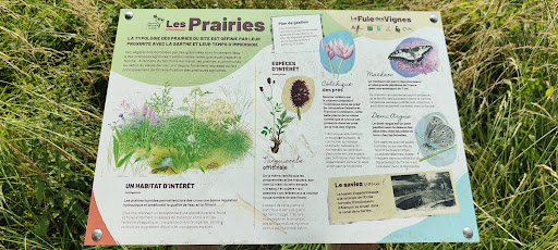 La fuie des vignes - Thumbnail