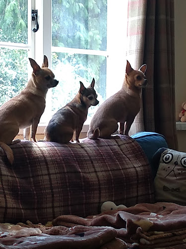 Little Pets Small Animal Boarding