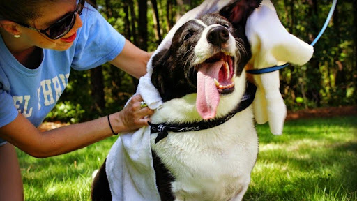 College Road Animal Hospital