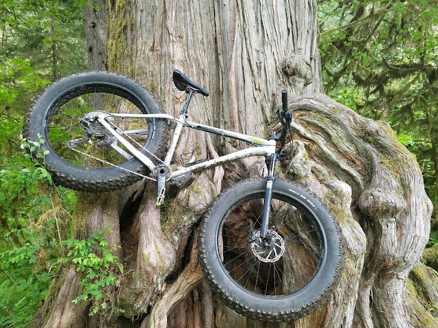 Lewis River Trail