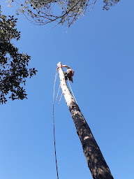 Photo n°1 de CIMES VERTES - Élagage - Abattage - Jardinage à Rocbaron (Jardinier)