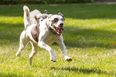 St. Charles Animal Hospital