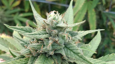 Photo of Luscious Leaves