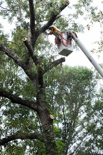 Miami Tree Trimming Service And Removal