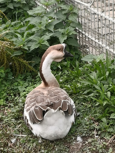 Kleintierzoo Ravensburg - Thumbnail