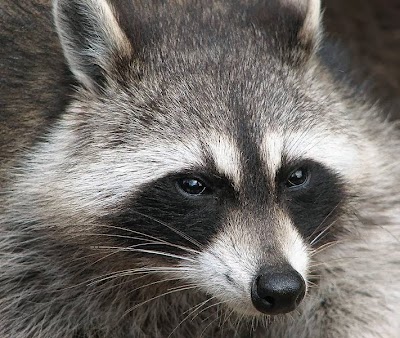 Photos of A.B.S. Wildlife Control